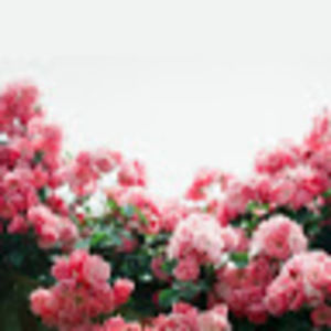 Meet your Posher, Valeria